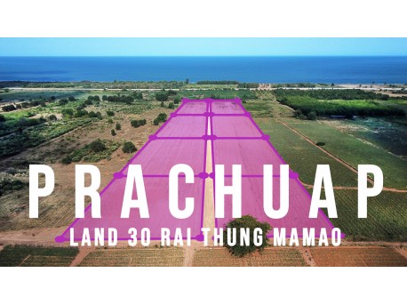 Land 30 rai 500 M from beach for sale in Tung Mamao